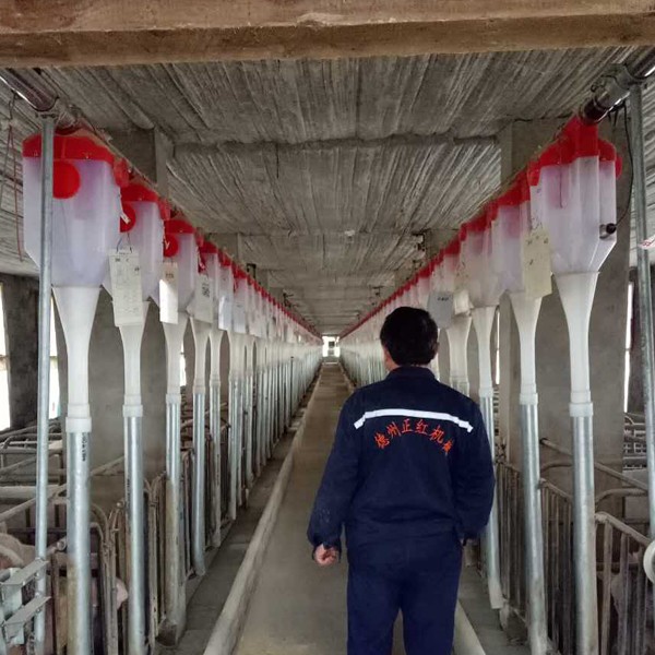 豬舍自動(dòng)的飼喂料線